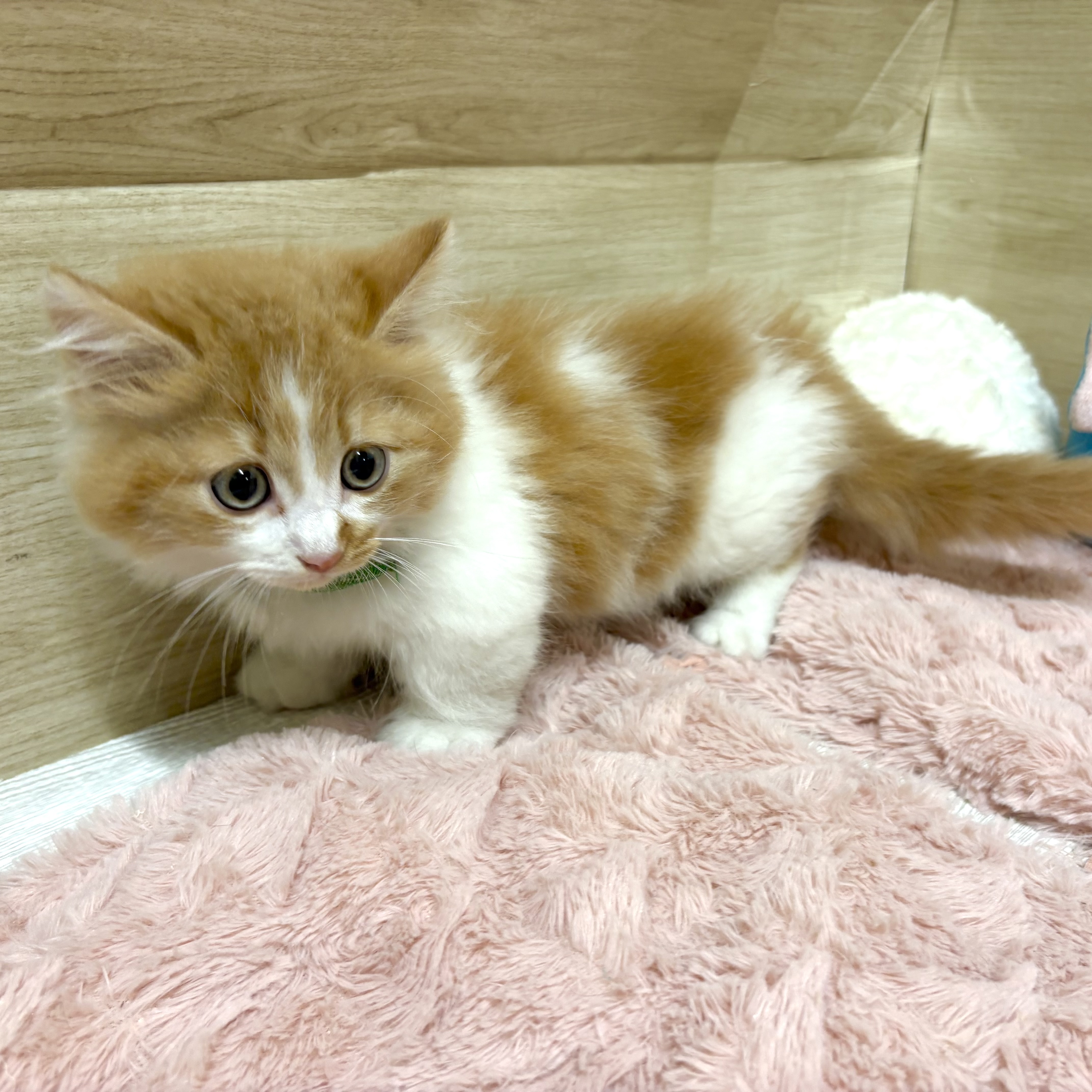 大阪府のマンチカン (犬の家＆猫の里そよら東岸和田店/2026年3月31日生まれ/男の子/レッドタビーホワイト)の子猫の4枚目の画像
