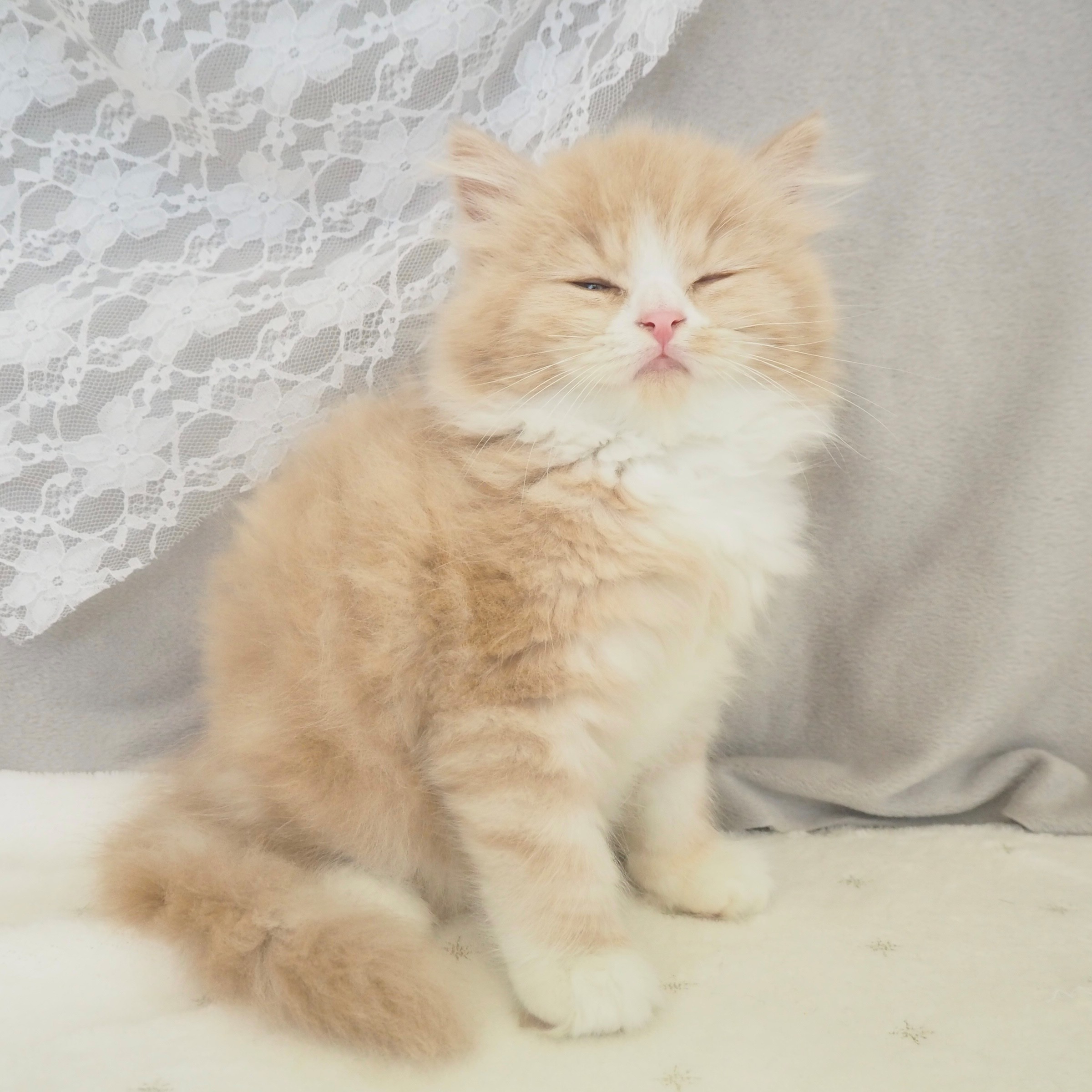 生体画像４