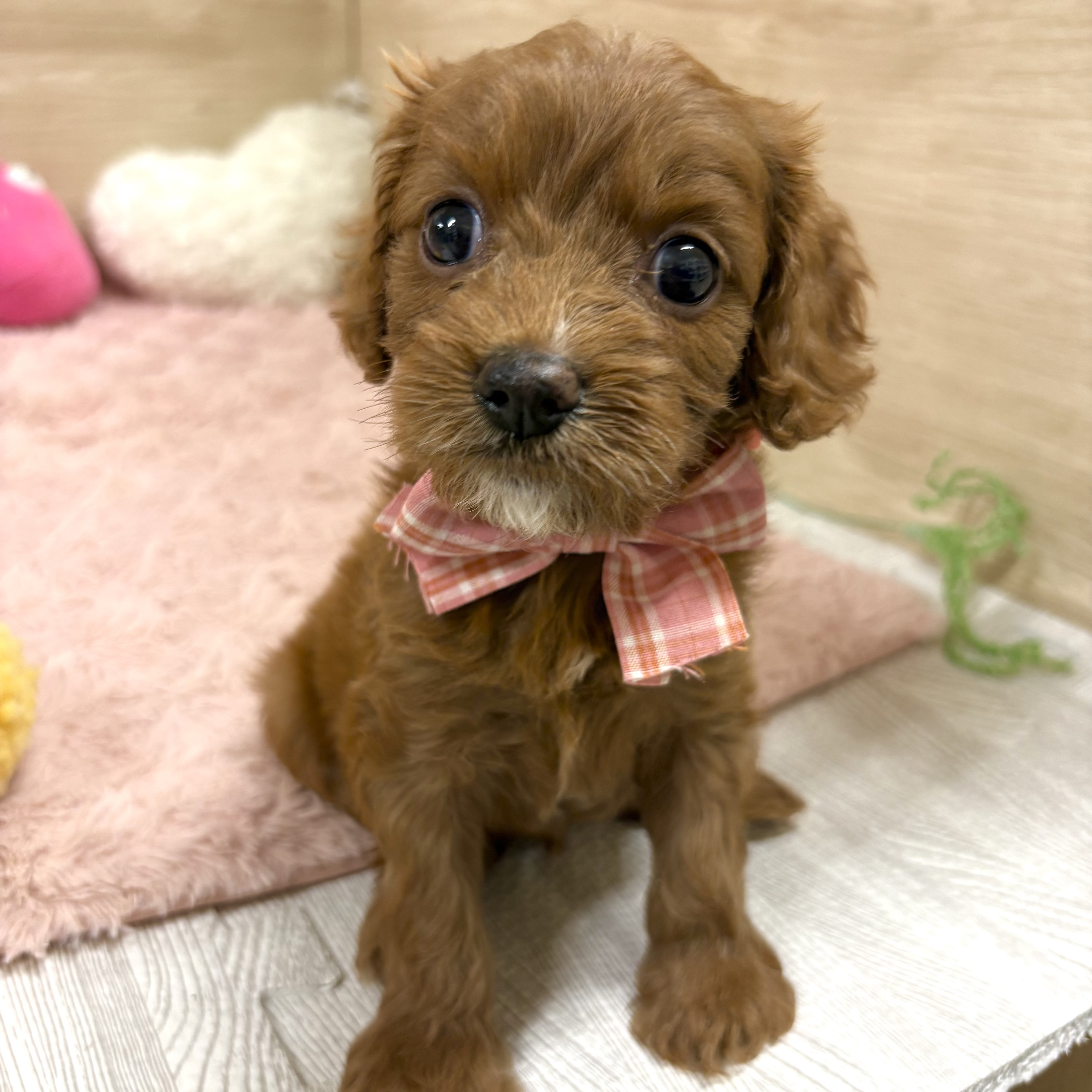 大阪府のキャバプー(キャバリア×プードル) (犬の家＆猫の里そよら東岸和田店/2026年4月4日生まれ/女の子/レッド)の子犬の4枚目の画像