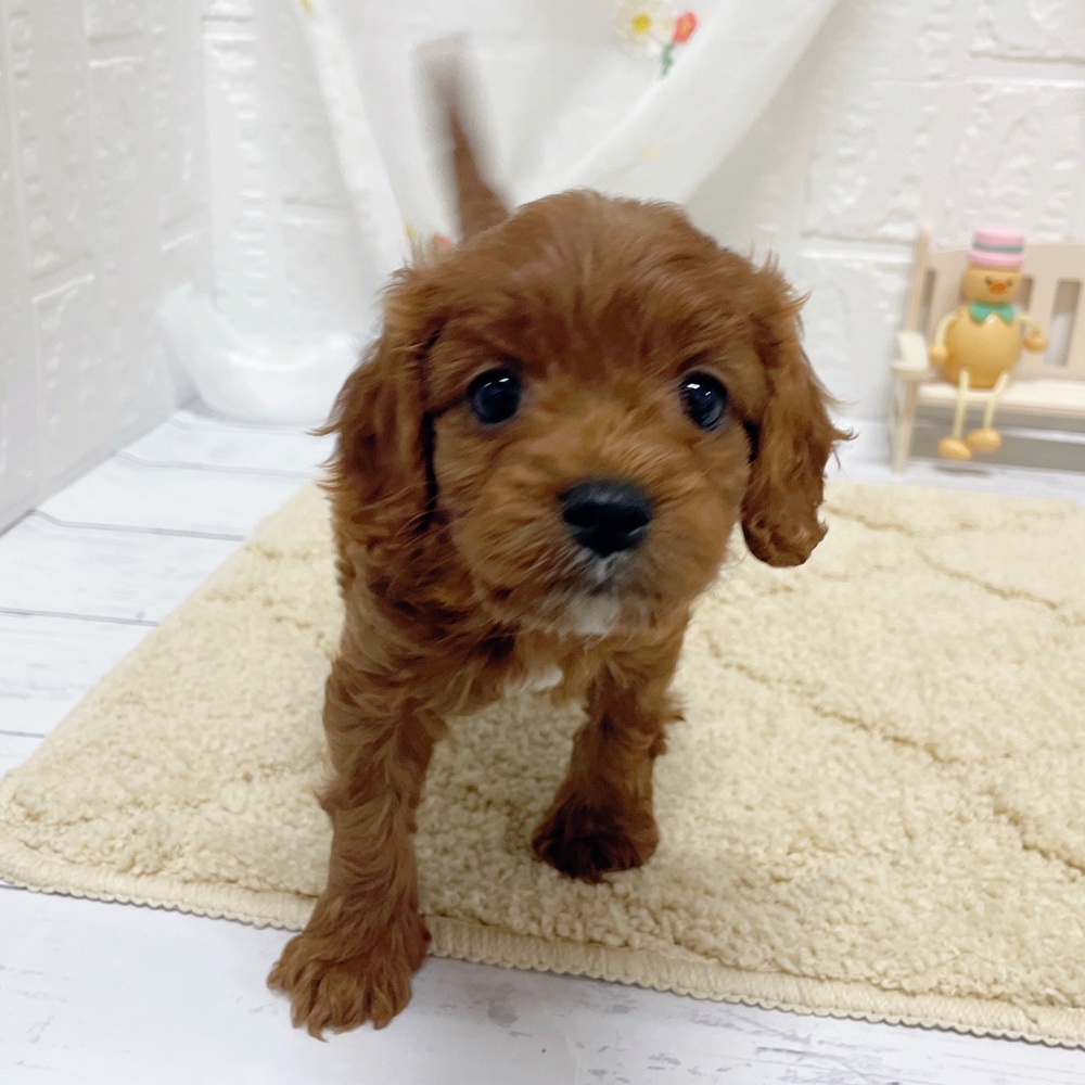 岡山県のキャバプー(キャバリア×プードル) (犬の家＆猫の里岡山店/2026年4月4日生まれ/女の子/レッド)の子犬の4枚目の画像