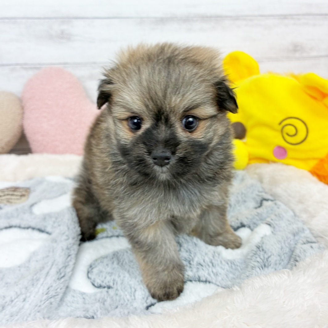 兵庫県のポメマル/マルポメ(ポメラニアン×マルチーズ) (犬の家＆猫の里川西店/2026年4月5日生まれ/男の子/フォーン)の子犬の4枚目の画像