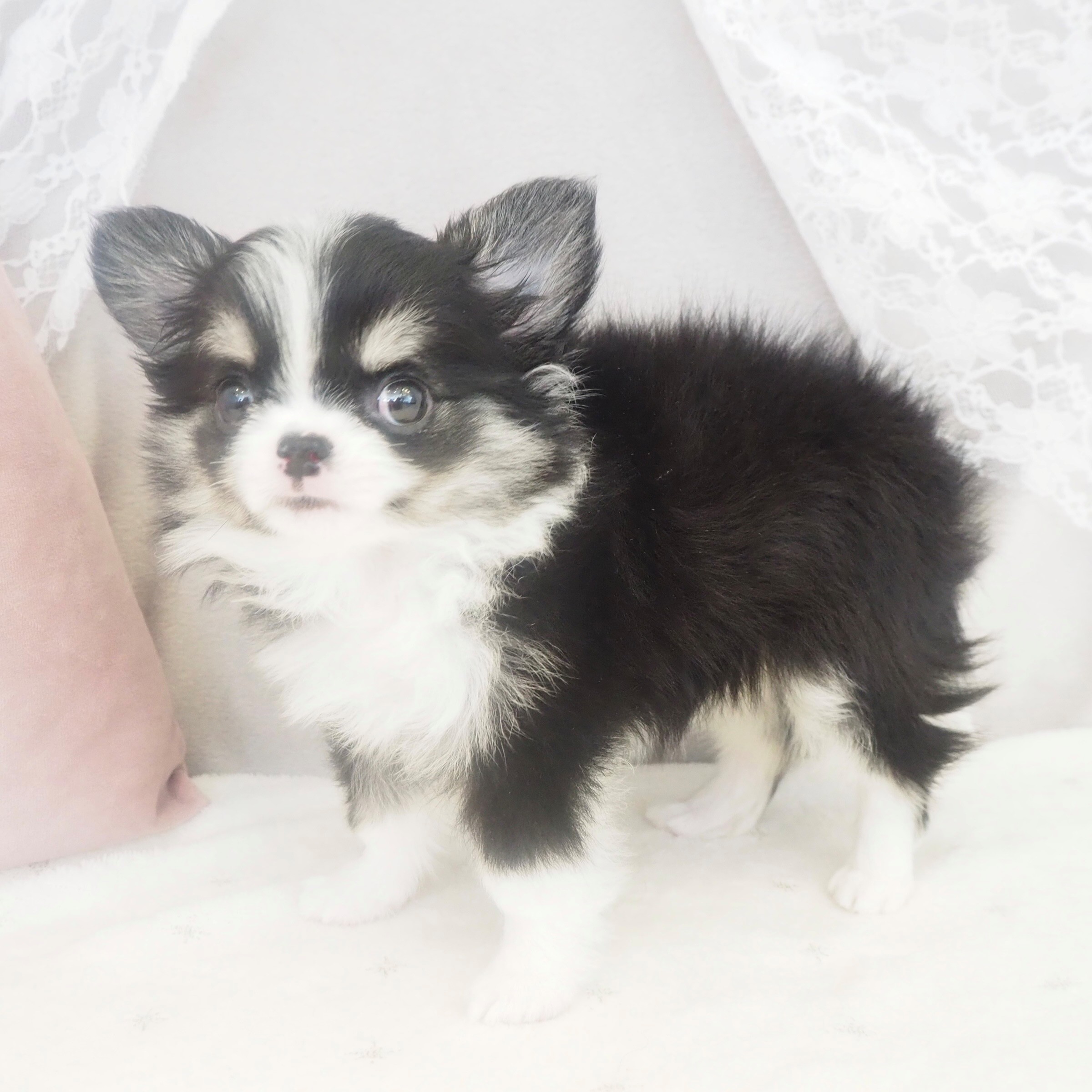 大阪府のチワワ(ロング) (犬の家＆猫の里もりのみやキューズモールBASE店/2026年4月2日生まれ/女の子/ブラックホワイトタン)の子犬の4枚目の画像