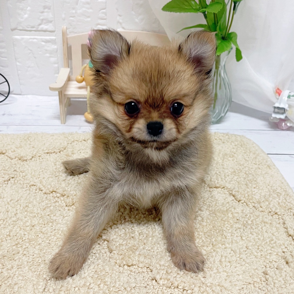 岡山県のポメチワ/チワポメ/ポメチー(ポメラニアン×チワワ) (犬の家＆猫の里岡山店/2026年4月4日生まれ/女の子/フォーン)の子犬の4枚目の画像