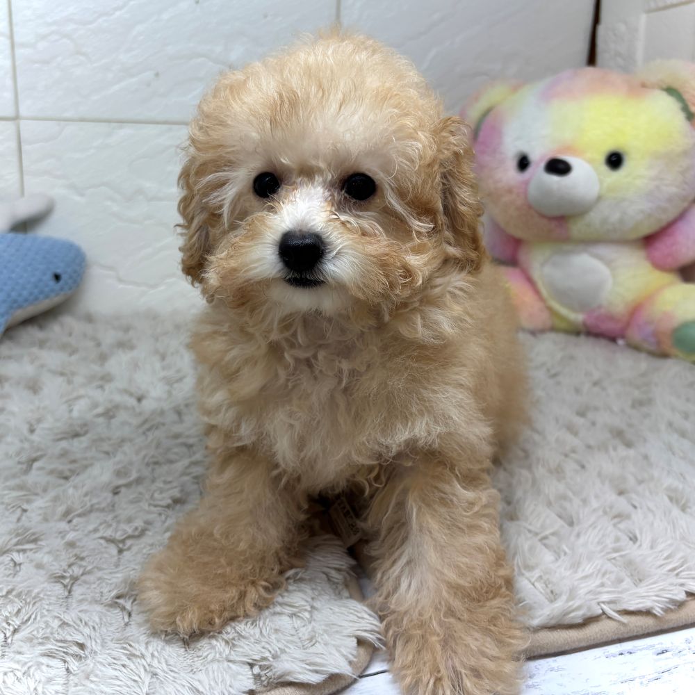 兵庫県のトイプードル(トイ) (犬の家＆猫の里ゆめタウン姫路店/2026年4月4日生まれ/男の子/オレンジフォーン)の子犬の4枚目の画像
