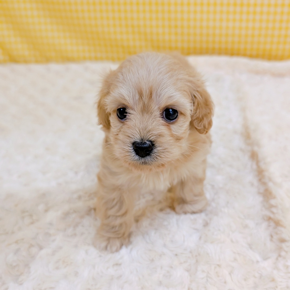 愛知県のダップー(ダックス×プードル) (犬の家＆猫の里一宮店/2026年4月2日生まれ/女の子/ゴールド)の子犬の4枚目の画像