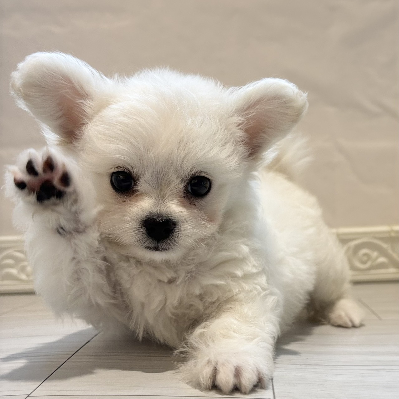 愛知県のハーフ犬・ミックス犬 (犬の家＆猫の里春日井本店/2026年4月3日生まれ/男の子/クリーム)の子犬の4枚目の画像