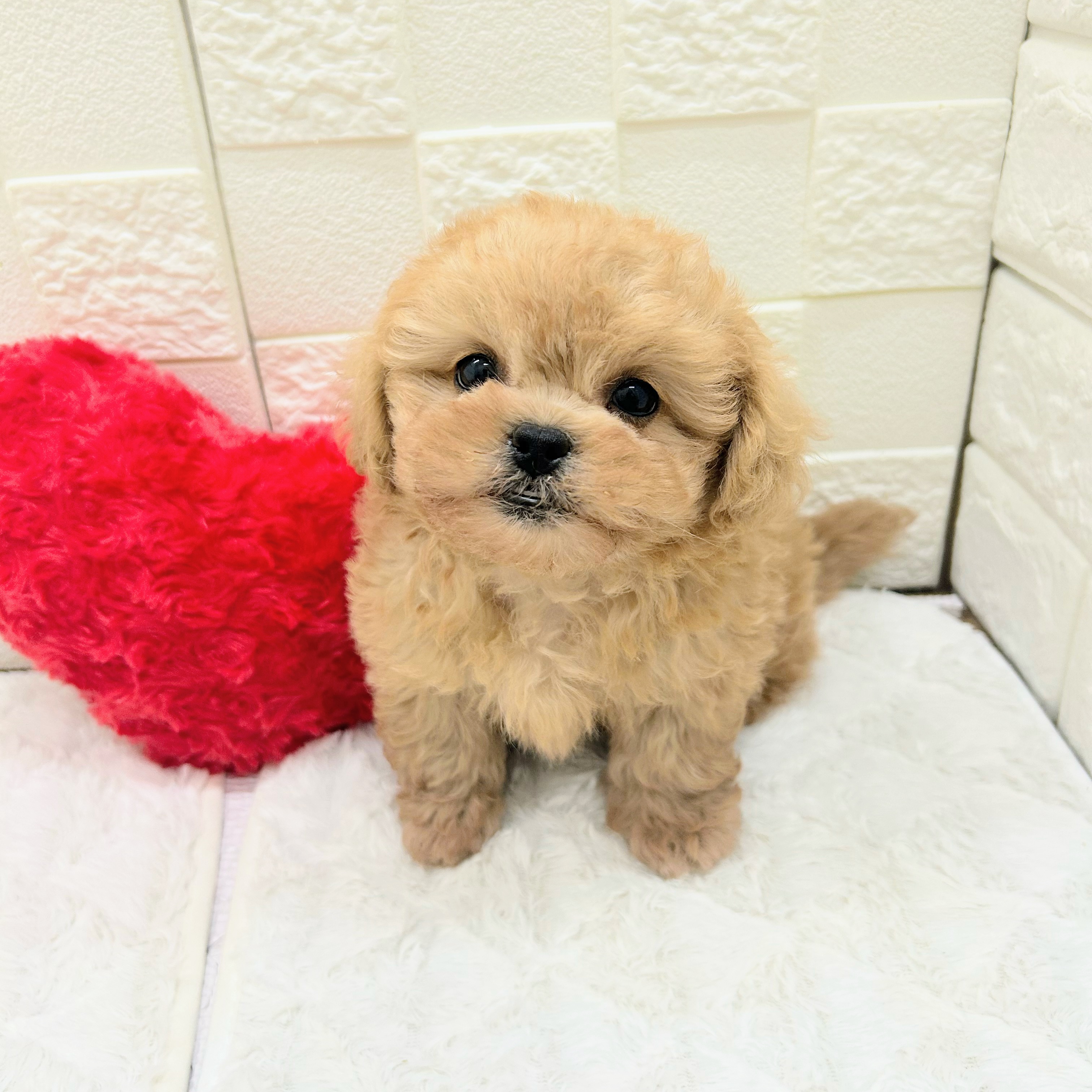 愛知県のペキプー(ペキニーズ×プードル) (犬の家＆猫の里アミーゴ神の倉店/2026年4月5日生まれ/女の子/アプリコット)の子犬の4枚目の画像