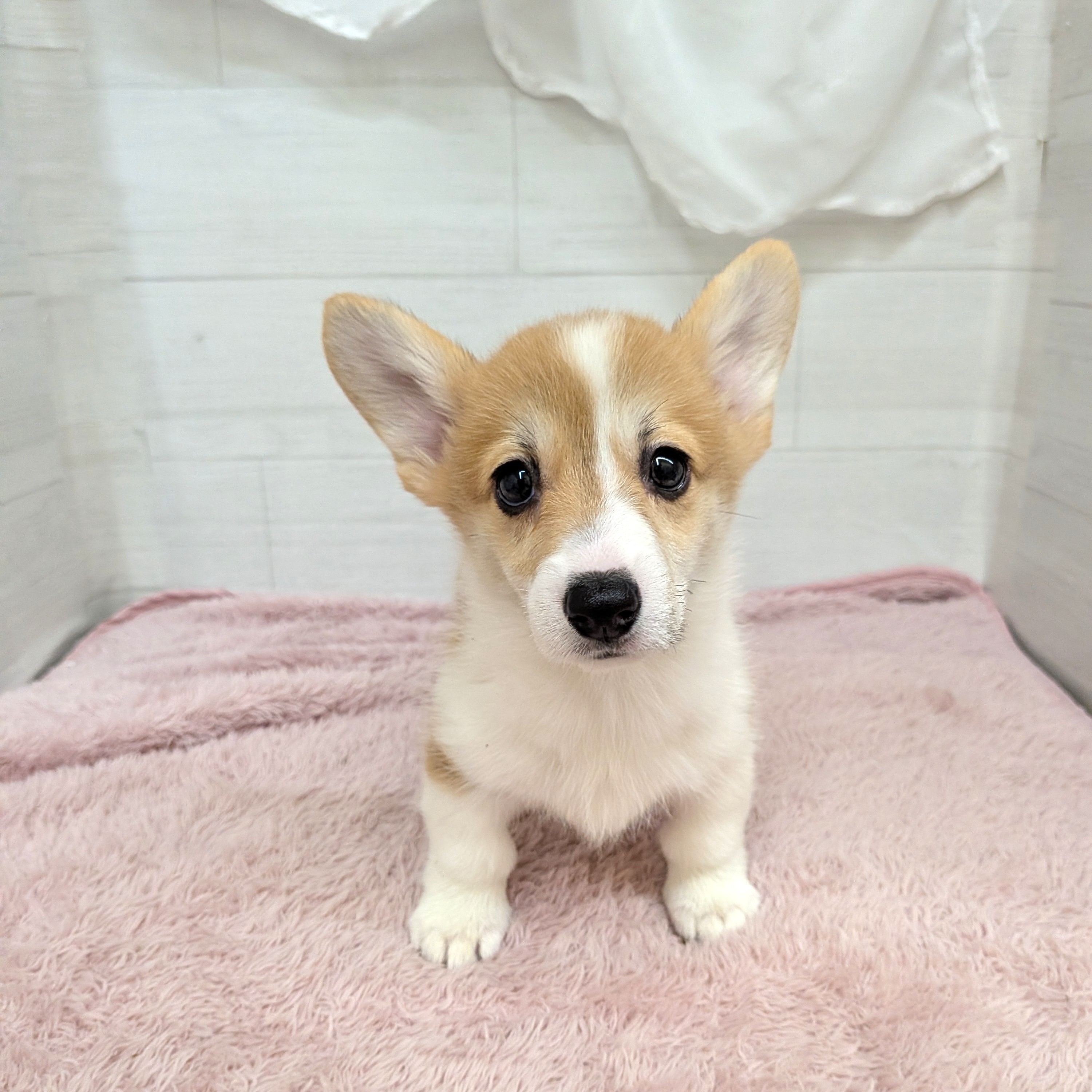 愛知県のウェルシュコーギーペンブローク (犬の家＆猫の里碧南店/2026年4月4日生まれ/女の子/レッドホワイト)の子犬の4枚目の画像