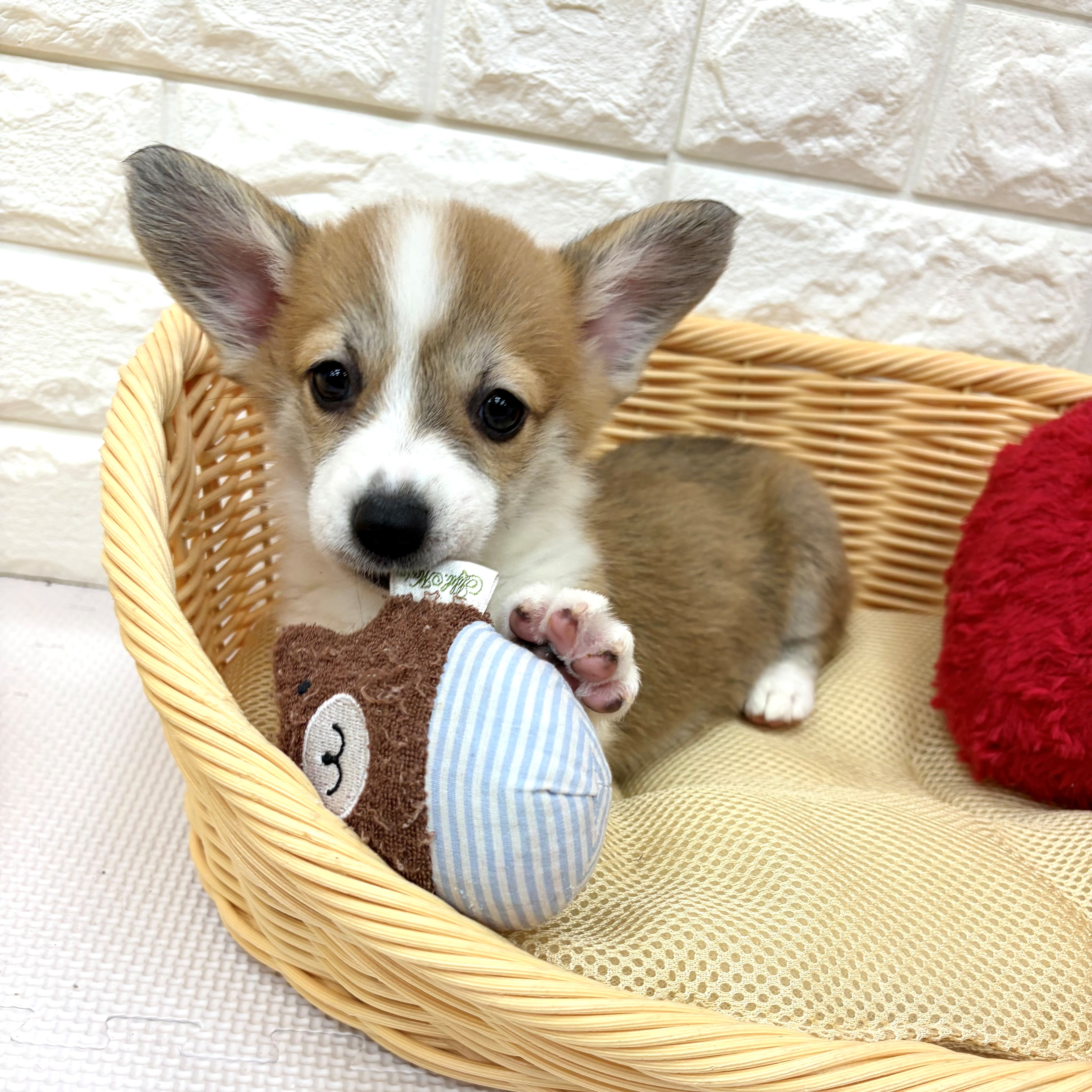 愛知県のウェルシュコーギーペンブローク (犬の家＆猫の里MEGAドン・キホーテ東海名和店/2026年4月4日生まれ/女の子/レッドホワイト)の子犬の4枚目の画像