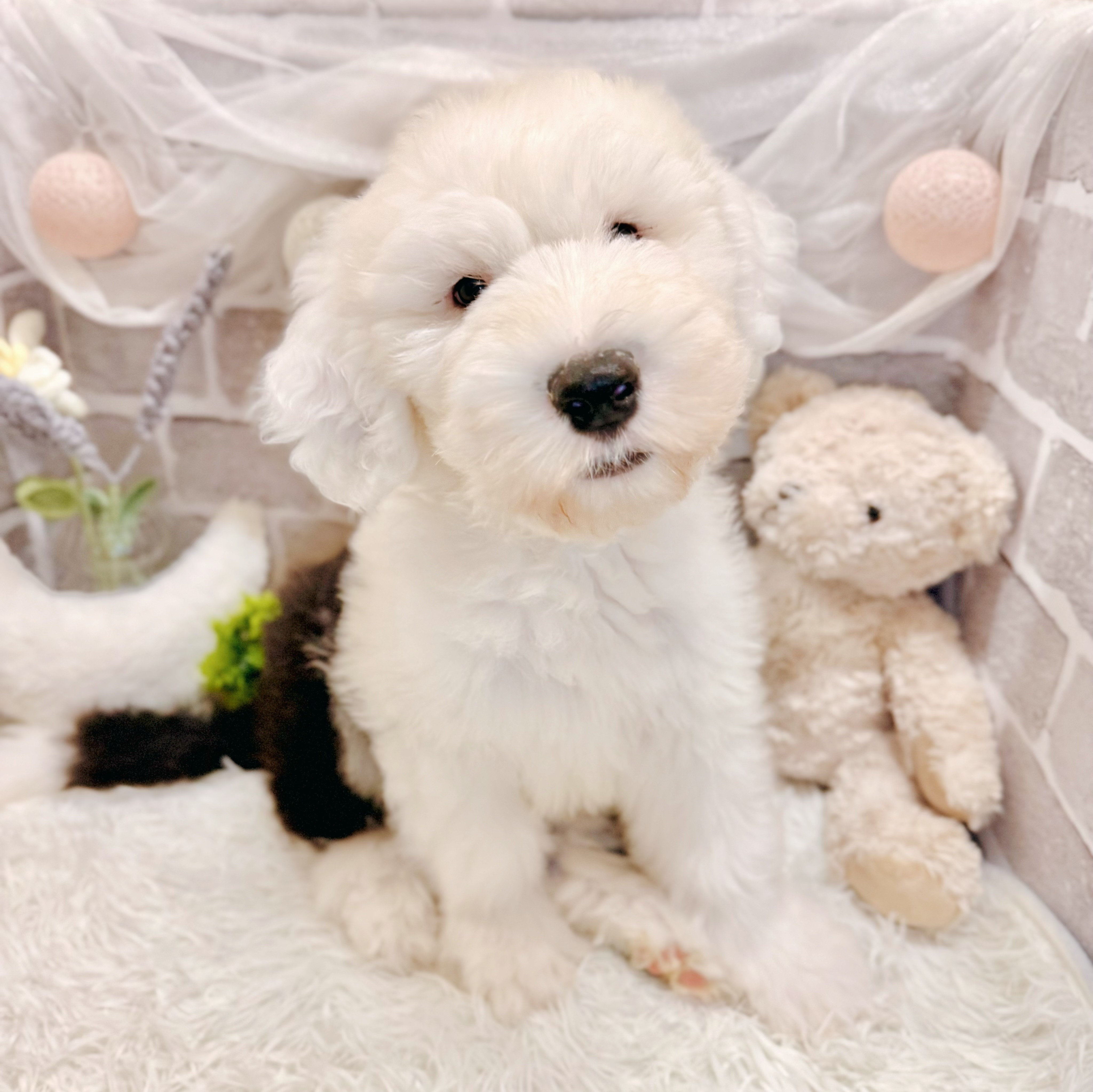 兵庫県のオールドイングリッシュシープドッグ (犬の家＆猫の里神戸店/2026年4月2日生まれ/男の子/グレーホワイト)の子犬の4枚目の画像