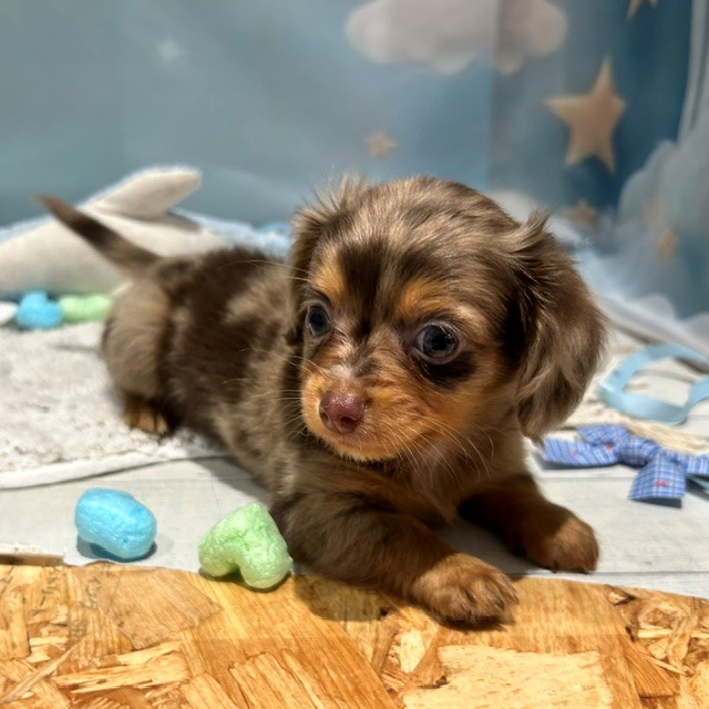 福岡県のチワックス(チワワ×ダックス) (犬の家＆猫の里トリアス久山店/2026年4月7日生まれ/男の子/チョコレートダップル)の子犬の4枚目の画像