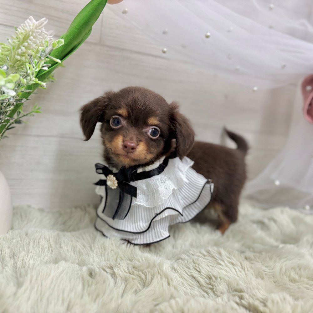 神奈川県のチワックス(チワワ×ダックス) (犬の家＆猫の里相模原店/2026年4月7日生まれ/男の子/チョコレートタン)の子犬の4枚目の画像
