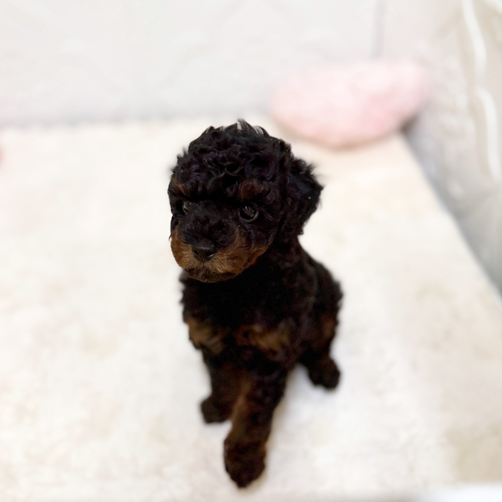 愛知県のダップー(ダックス×プードル) (犬の家＆猫の里岡崎店/2026年4月5日生まれ/男の子/ブラックタン)の子犬の4枚目の画像