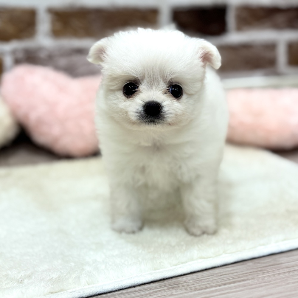 三重県のポメチワ/チワポメ/ポメチー(ポメラニアン×チワワ) (犬の家＆猫の里三重桑名店/2026年4月7日生まれ/男の子/クリーム)の子犬の1枚目の画像