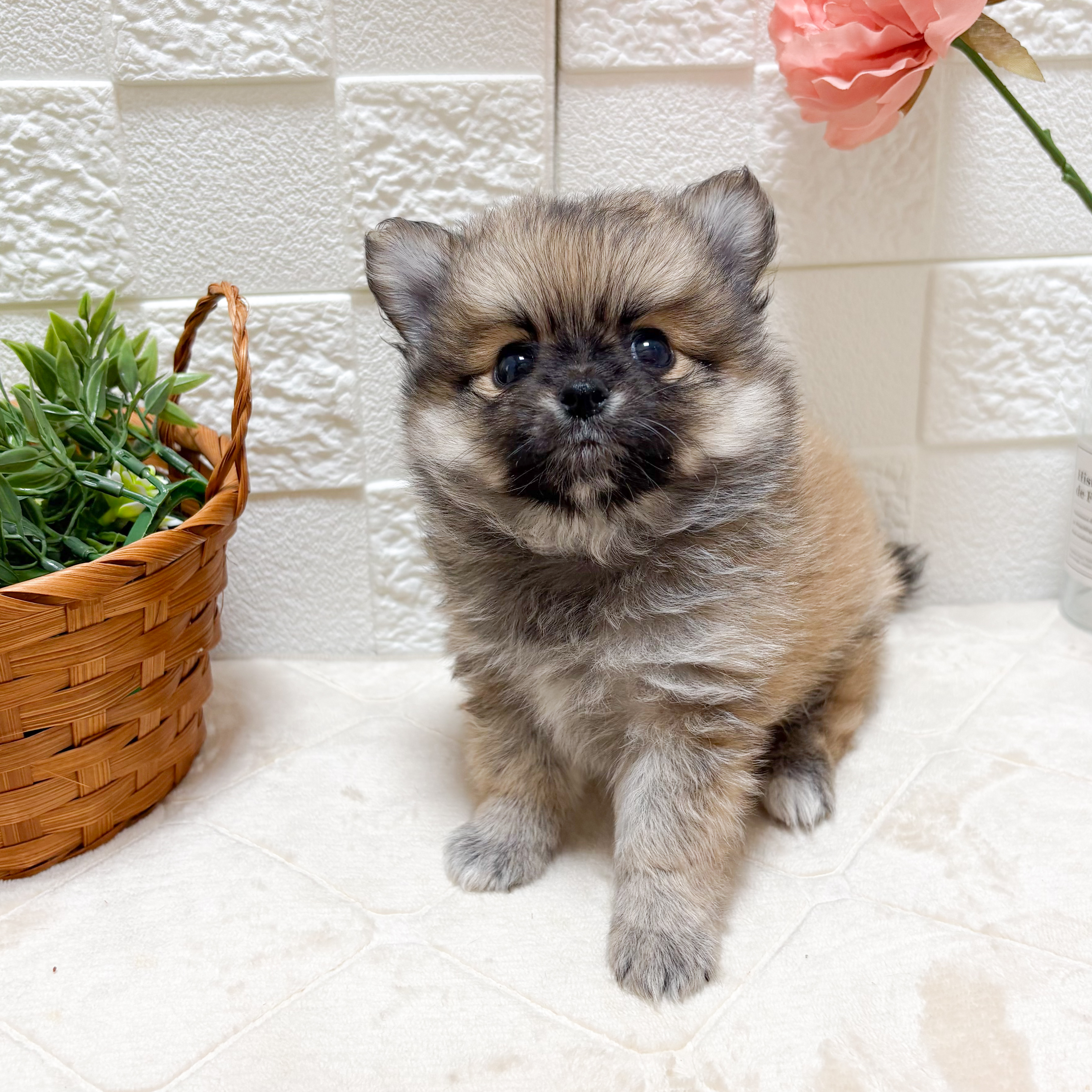 東京都のポメチワ/チワポメ/ポメチー(ポメラニアン×チワワ) (犬の家＆猫の里ペットフォレスト小平店/2026年4月7日生まれ/男の子/レッド)の子犬の4枚目の画像