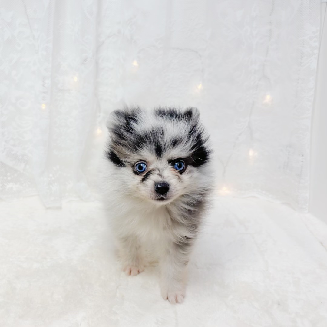 千葉県のポメラニアン (犬の家＆猫の里BIGHOPガーデンモール印西店/2026年4月4日生まれ/男の子/ブルーマール)の子犬の4枚目の画像