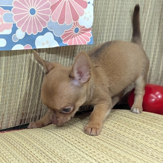 神奈川県のチワワ(スムース) (犬の家＆猫の里小田原店/2026年4月5日生まれ/男の子/チョコレートフォーン)の子犬の4枚目の画像