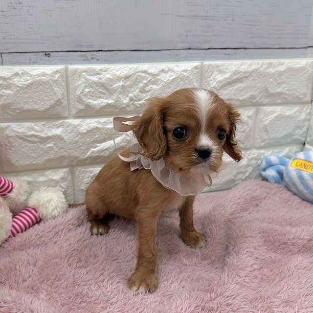 静岡県のキャバリアキングチャールズスパニエル (犬の家＆猫の里アミーゴ浜松和田店/2026年4月4日生まれ/男の子/ルビー)の子犬の1枚目の画像