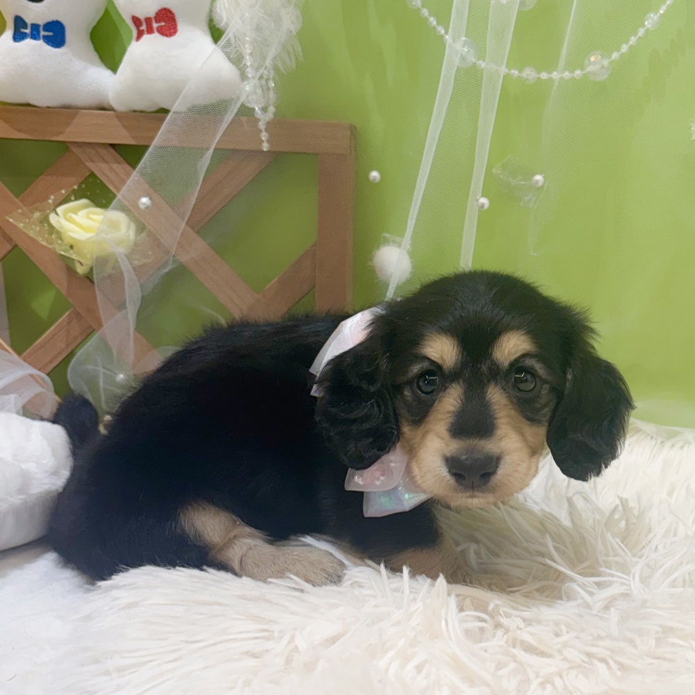 静岡県のミニチュアダックスフンド(ロング) (犬の家＆猫の里富士店/2026年4月4日生まれ/女の子/ブラックタン)の子犬の4枚目の画像