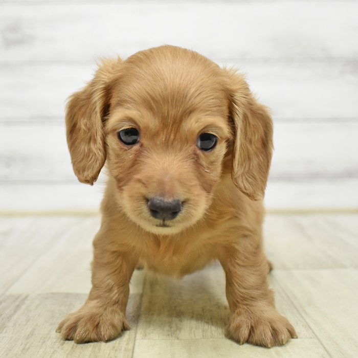 神奈川県のカニンヘンダックスフンド(ロング) (犬の家＆猫の里相模原店/2026年4月7日生まれ/男の子/ゴールド)の子犬の4枚目の画像