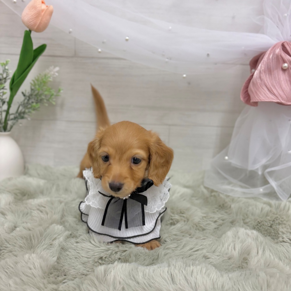 神奈川県のカニンヘンダックスフンド(ロング) (犬の家＆猫の里相模原店/2026年4月7日生まれ/男の子/ゴールド)の子犬の4枚目の画像