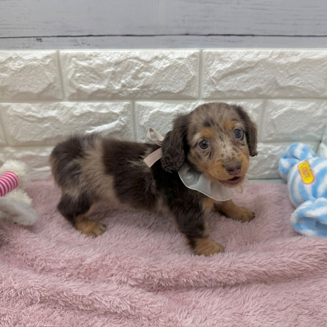 静岡県のカニンヘンダックスフンド(ロング) (犬の家＆猫の里アミーゴ浜松和田店/2026年4月6日生まれ/男の子/チョコレートダップル)の子犬の1枚目の画像