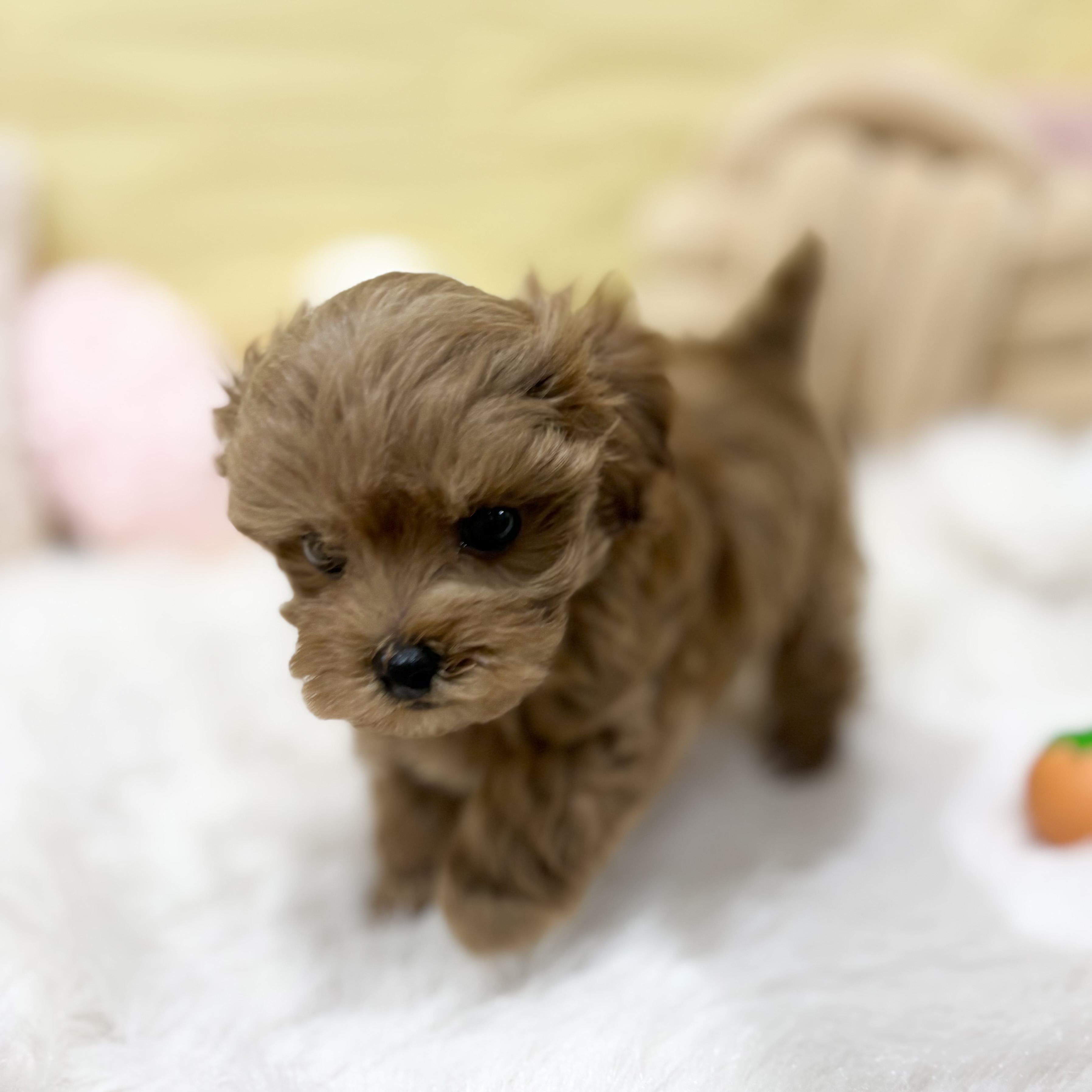 神奈川県のマルプー(マルチーズ×プードル) (犬の家＆猫の里元住吉ブレーメン通り店/2026年4月6日生まれ/男の子/アプリコット)の子犬の4枚目の画像
