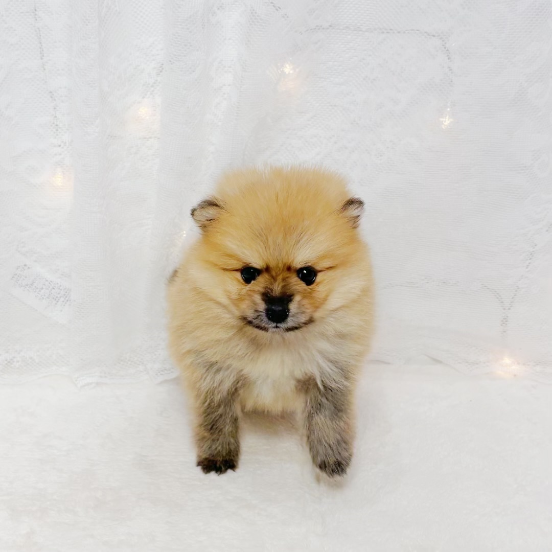 千葉県のポメラニアン (犬の家＆猫の里BIGHOPガーデンモール印西店/2026年4月5日生まれ/男の子/オレンジ)の子犬の4枚目の画像