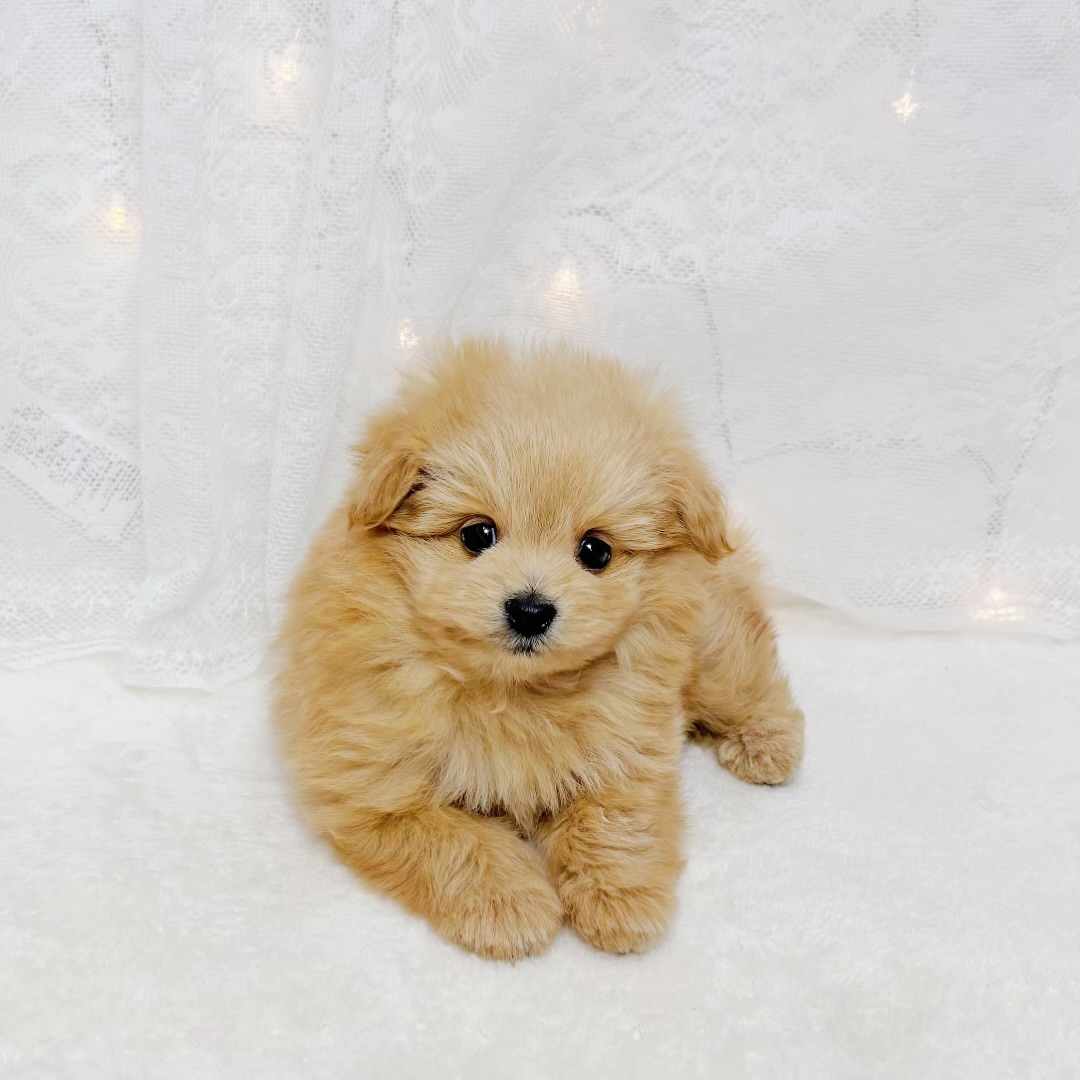 千葉県のポメプー(ポメラニアン×プードル) (犬の家＆猫の里BIGHOPガーデンモール印西店/2026年4月6日生まれ/男の子/アプリコット)の子犬の4枚目の画像