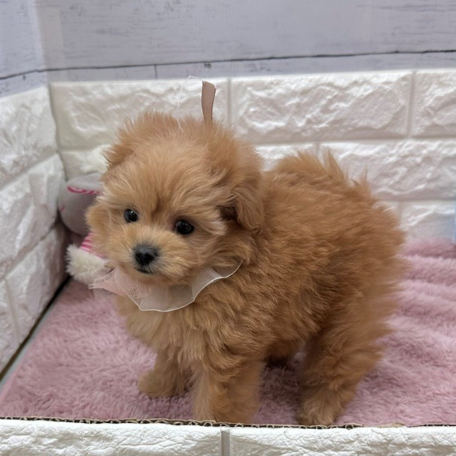 静岡県のポメプー(ポメラニアン×プードル) (犬の家＆猫の里アミーゴ浜松和田店/2026年4月6日生まれ/女の子/アプリコット)の子犬の4枚目の画像