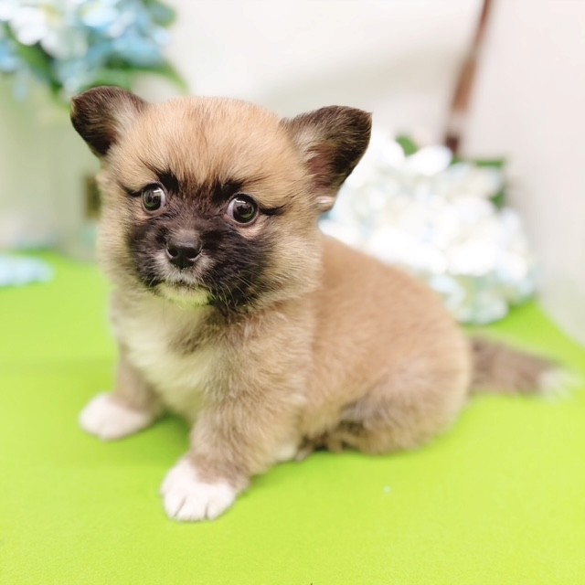 静岡県のハーフ犬・ミックス犬 (犬の家＆猫の里藤枝店/2026年4月5日生まれ/男の子/フォーンホワイト)の子犬の4枚目の画像