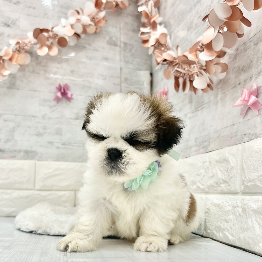 静岡県のシーズー (犬の家＆猫の里プレ葉ウォーク浜北店/2026年4月6日生まれ/男の子/ホワイトゴールド)の子犬の4枚目の画像