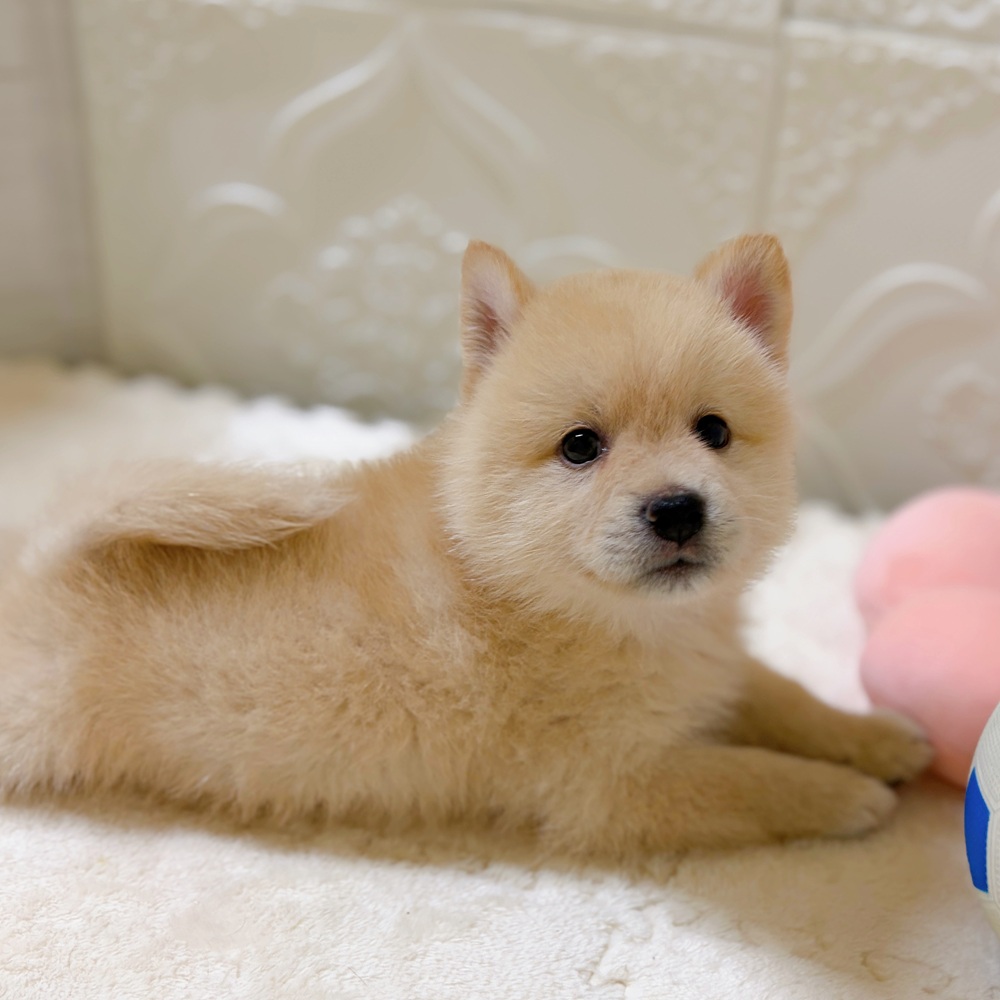 愛知県のポメ柴/豆ポメ/ポメ豆柴(ポメラニアン×柴犬) (犬の家＆猫の里岡崎店/2026年4月7日生まれ/男の子/白)の子犬の4枚目の画像