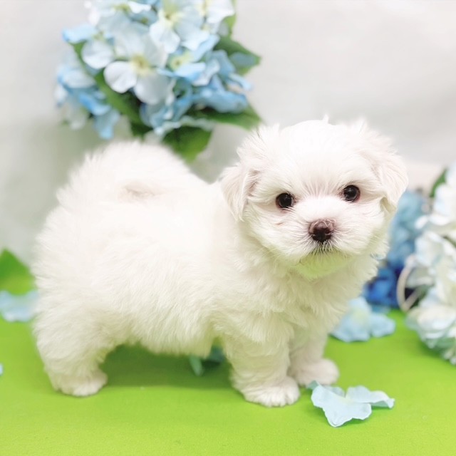 静岡県のマルチーズ (犬の家＆猫の里藤枝店/2026年4月7日生まれ/男の子/ホワイト)の子犬の4枚目の画像