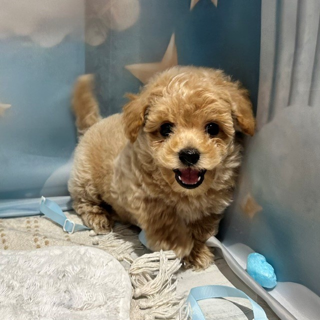 福岡県のビションプー(ビションフリーゼ×プードル) (犬の家＆猫の里トリアス久山店/2026年4月6日生まれ/男の子/アプリコット)の子犬の4枚目の画像