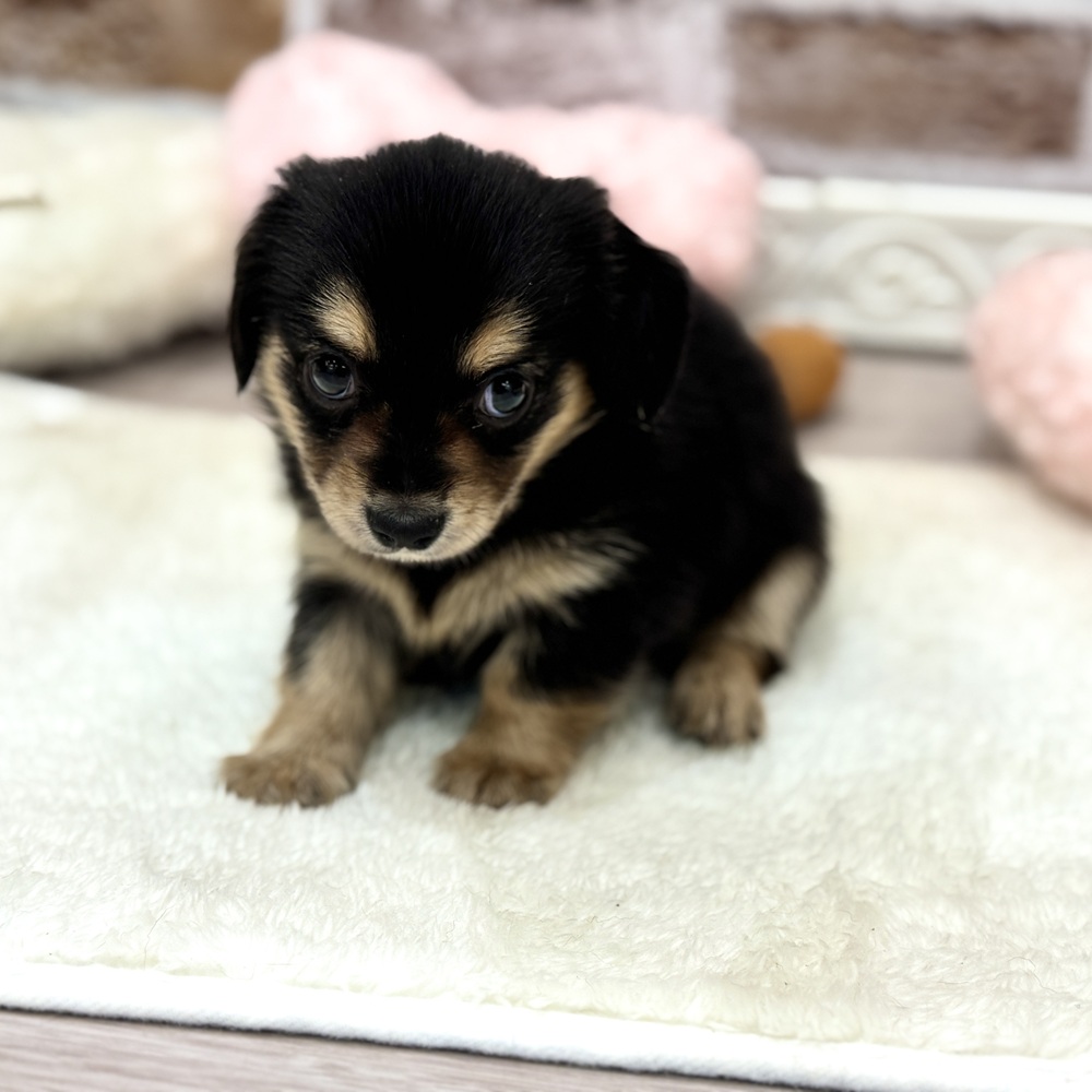 三重県のチワックス(チワワ×ダックス) (犬の家＆猫の里三重桑名店/2026年4月7日生まれ/男の子/ブラックタン)の子犬の4枚目の画像