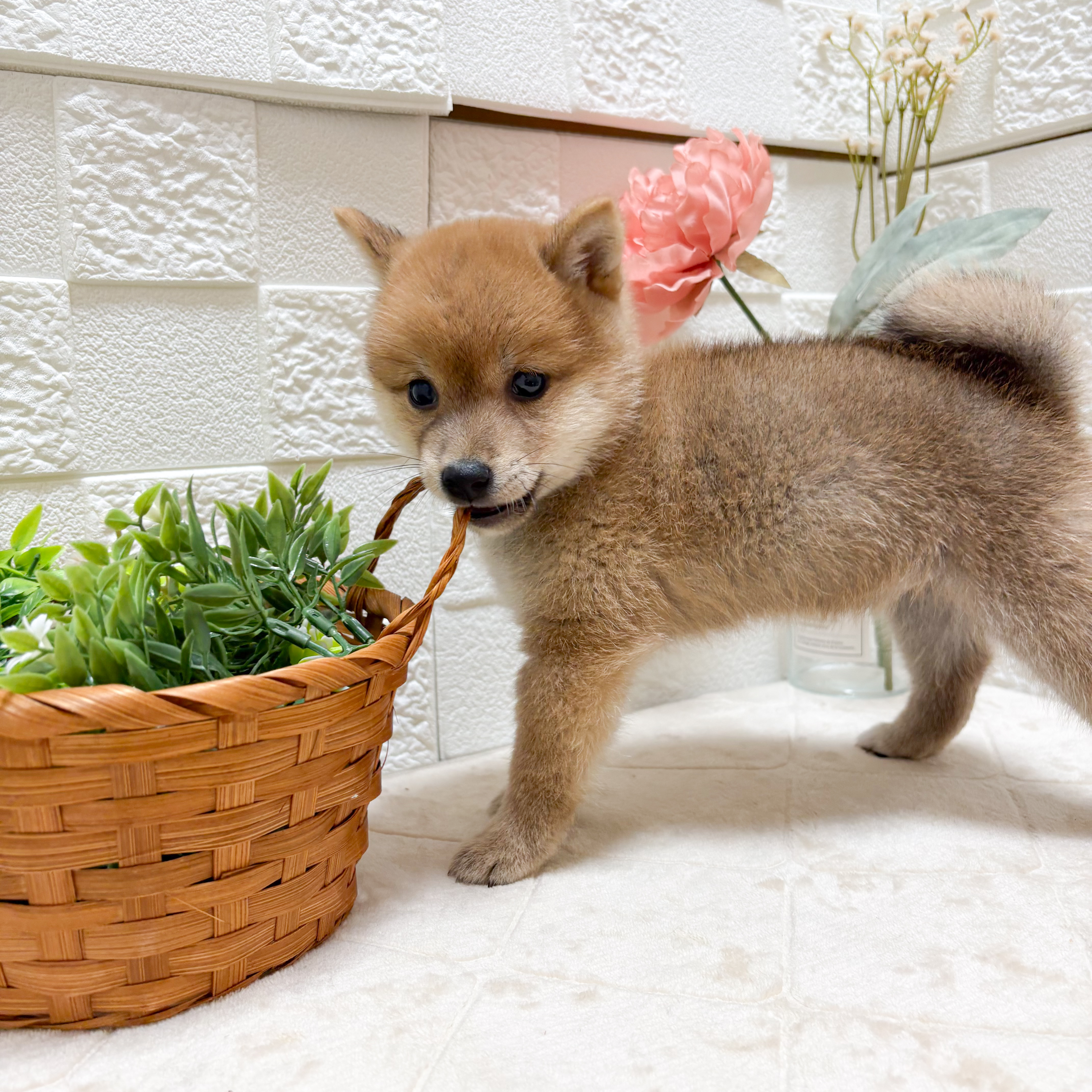 東京都の豆柴 (犬の家＆猫の里ペットフォレスト小平店/2026年4月7日生まれ/女の子/赤)の子犬の4枚目の画像