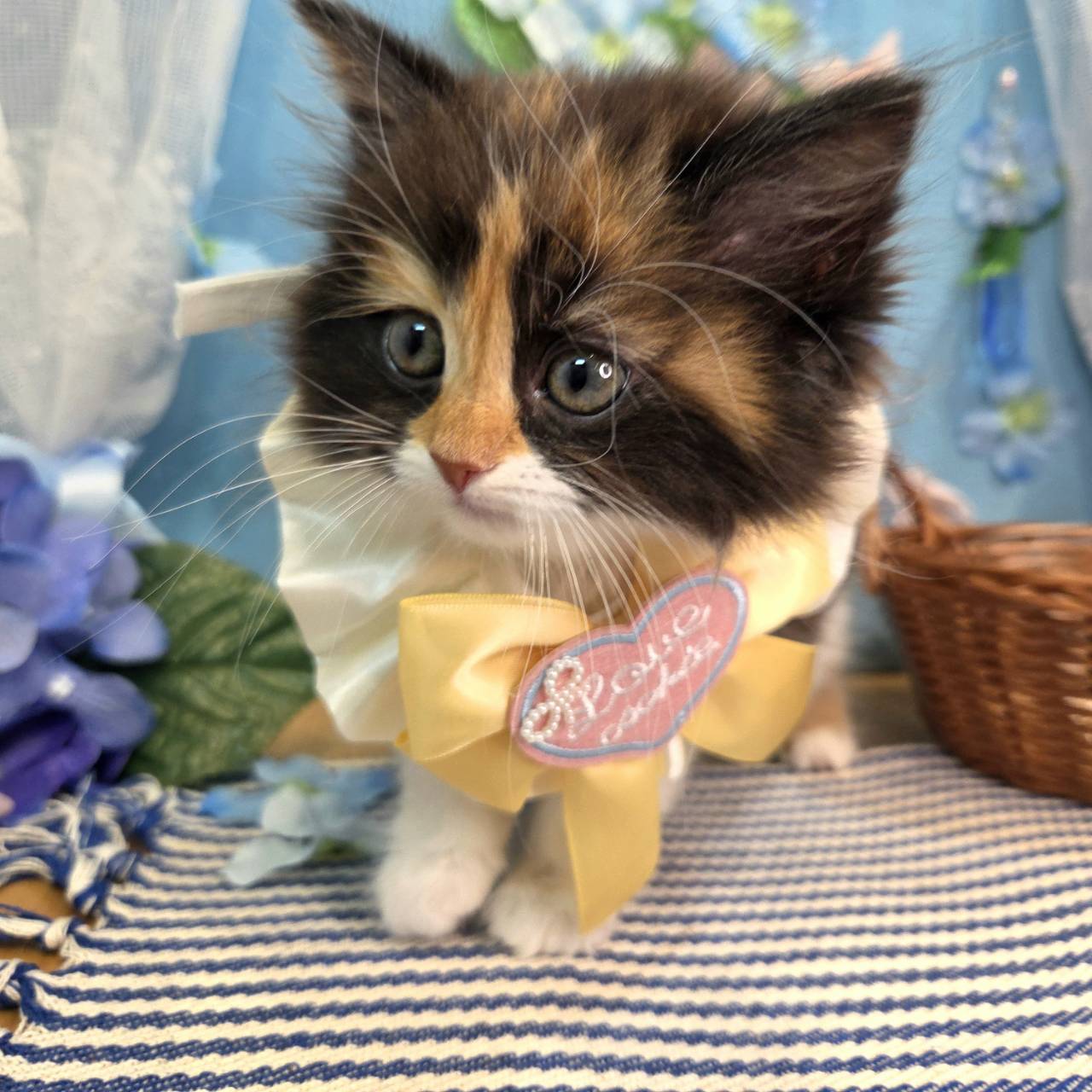 長野県のスコティッシュフォールド (犬の家＆猫の里カインズ梓川店/2026年4月5日生まれ/女の子/キャリコ)の子猫の4枚目の画像