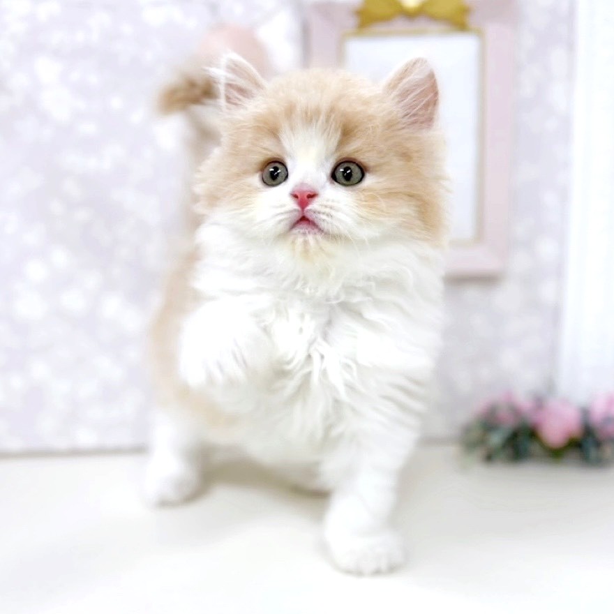 富山県のスコティッシュフォールド (犬の家＆猫の里アミーゴ高岡蓮花寺店/2026年4月7日生まれ/男の子/クリームホワイト)の子猫の4枚目の画像