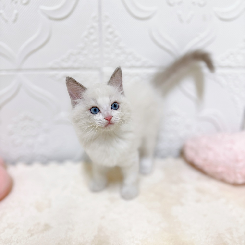 愛知県のラグドール (犬の家＆猫の里岡崎店/2026年4月6日生まれ/男の子/ブルーポイントバイカラー)の子猫の4枚目の画像