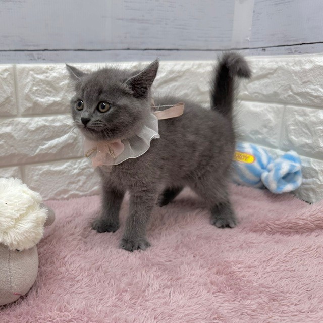 静岡県のブリティッシュショートヘアー (犬の家＆猫の里アミーゴ浜松和田店/2026年4月7日生まれ/男の子/ブルー)の子猫の4枚目の画像