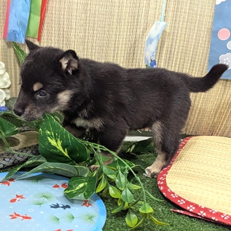 神奈川県の柴犬(標準サイズ) (犬の家＆猫の里小田原店/2026年4月6日生まれ/女の子/黒)の子犬の4枚目の画像