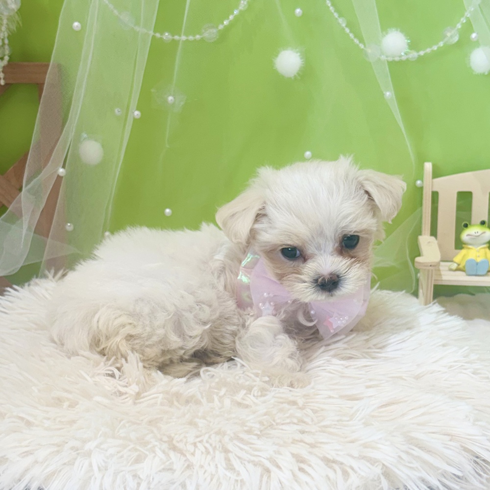 静岡県のマルチーズ (犬の家＆猫の里富士店/2026年4月5日生まれ/女の子/ホワイト)の子犬の4枚目の画像