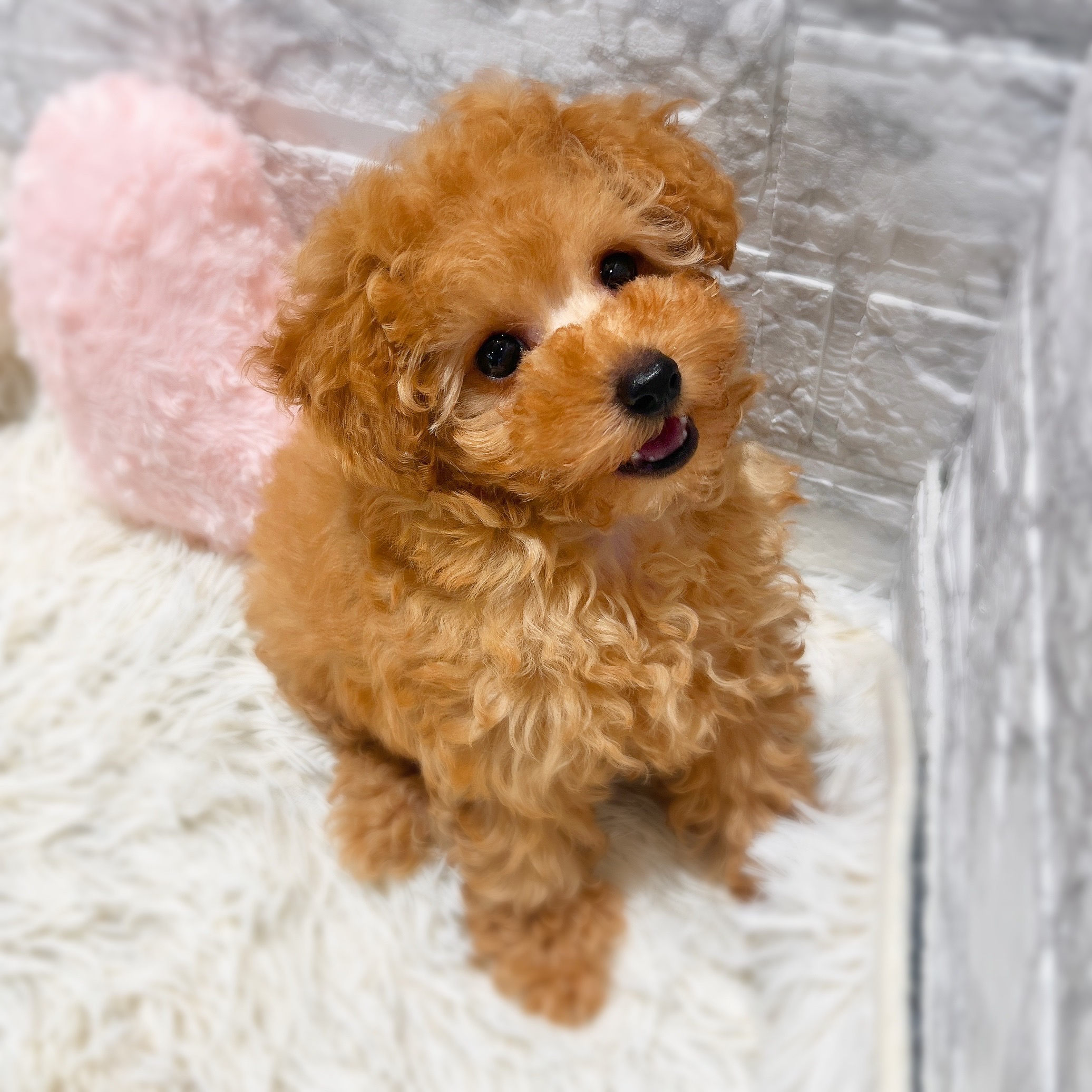 愛知県のトイプードル(トイ) (犬の家＆猫の里MiO香久山店/2026年4月5日生まれ/女の子/レッド)の子犬の4枚目の画像
