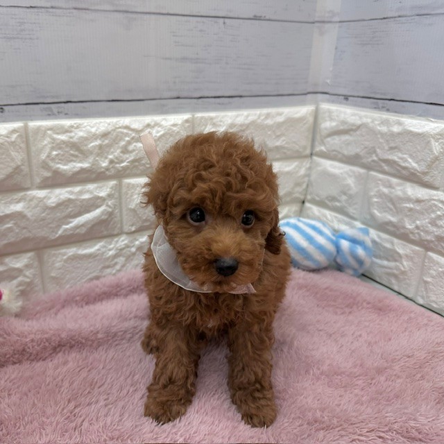 静岡県のトイプードル(トイ) (犬の家＆猫の里アミーゴ浜松和田店/2026年4月6日生まれ/男の子/レッド)の子犬の4枚目の画像