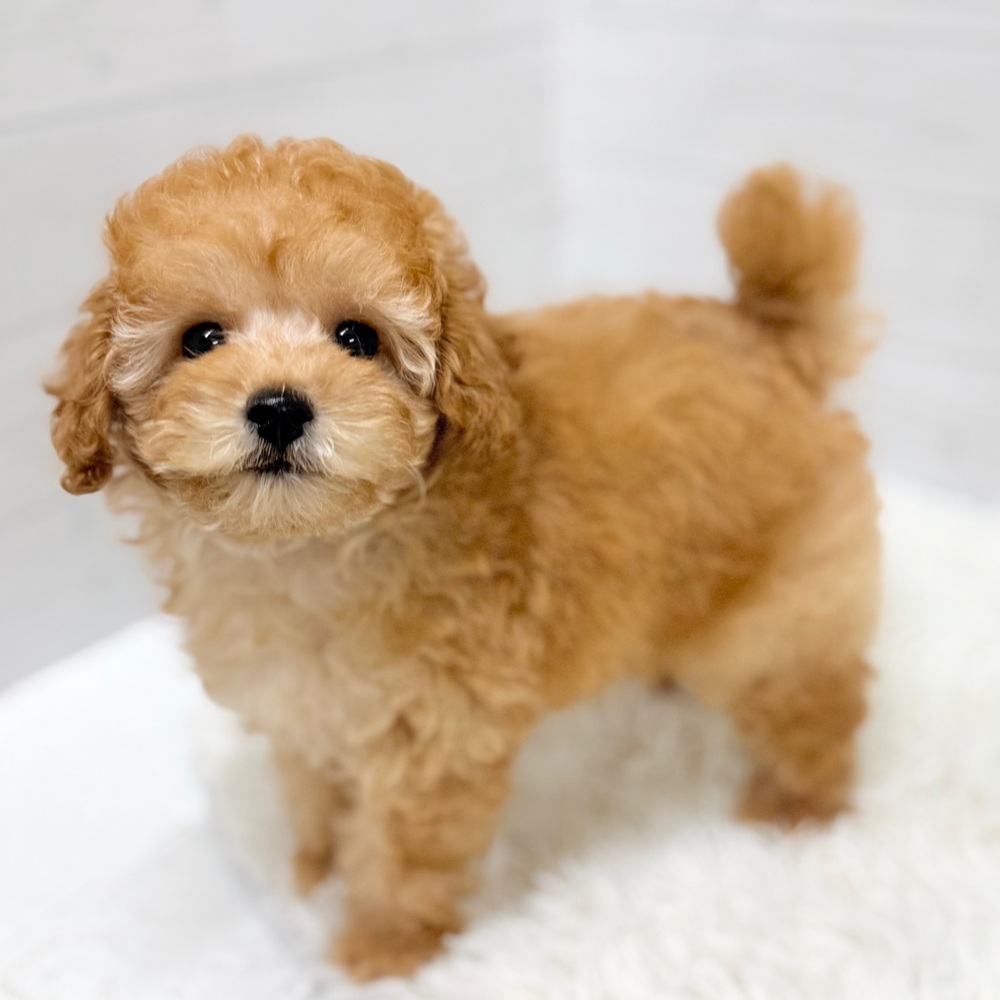 愛知県のトイプードル(トイ) (犬の家＆猫の里豊田店/2026年4月6日生まれ/女の子/アプリコット)の子犬の4枚目の画像