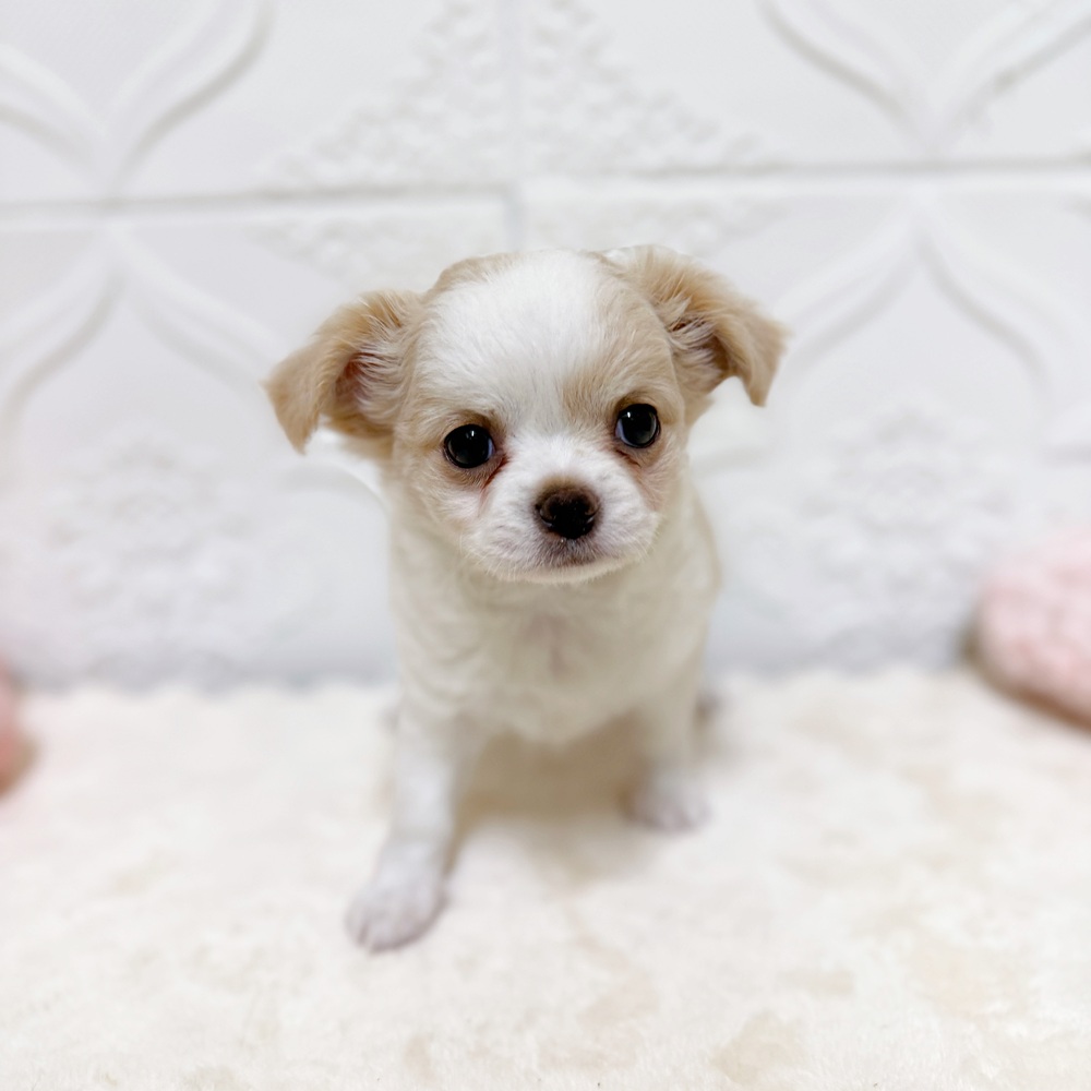 愛知県のチワワ(ロング) (犬の家＆猫の里岡崎店/2026年4月4日生まれ/女の子/クリームホワイト)の子犬の4枚目の画像