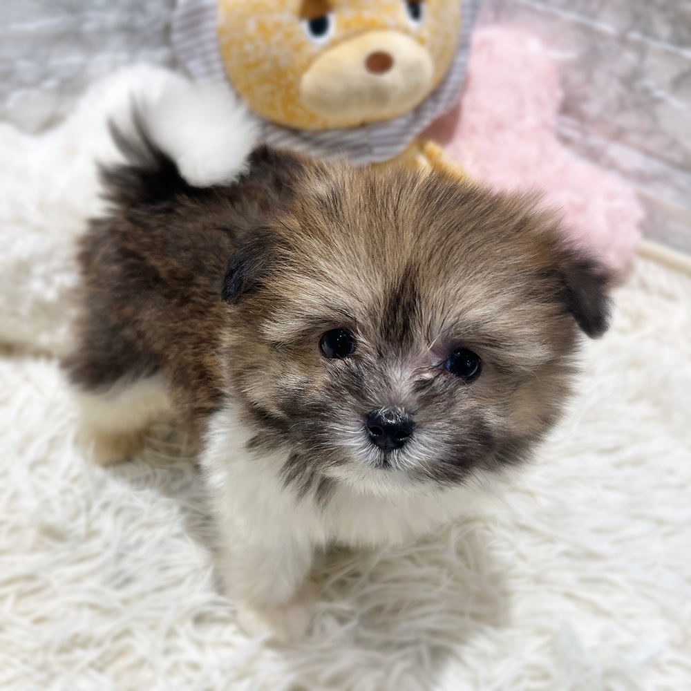 愛知県のポメマル/マルポメ(ポメラニアン×マルチーズ) (犬の家＆猫の里MiO香久山店/2026年4月5日生まれ/男の子/パーティーカラー)の子犬の4枚目の画像