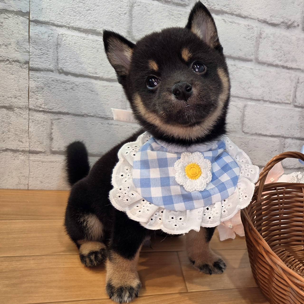 生体画像４