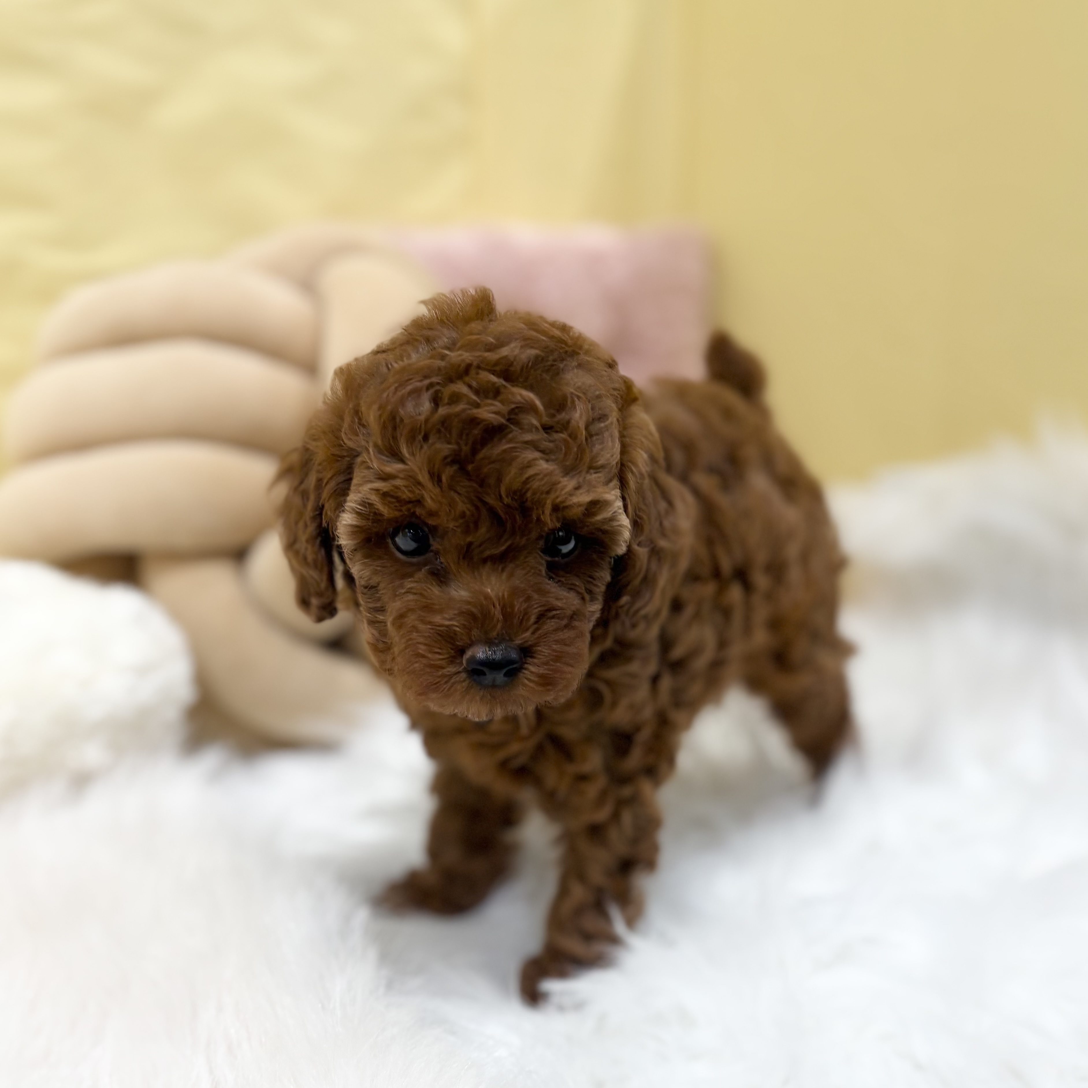 神奈川県のトイプードル(トイ) (犬の家＆猫の里元住吉ブレーメン通り店/2026年4月7日生まれ/女の子/レッド)の子犬の4枚目の画像